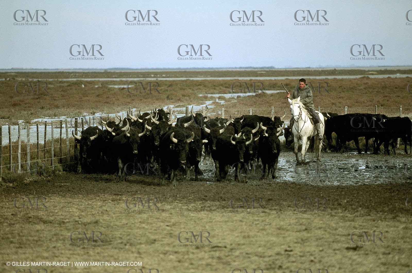 Camargue horses and bulls breeding