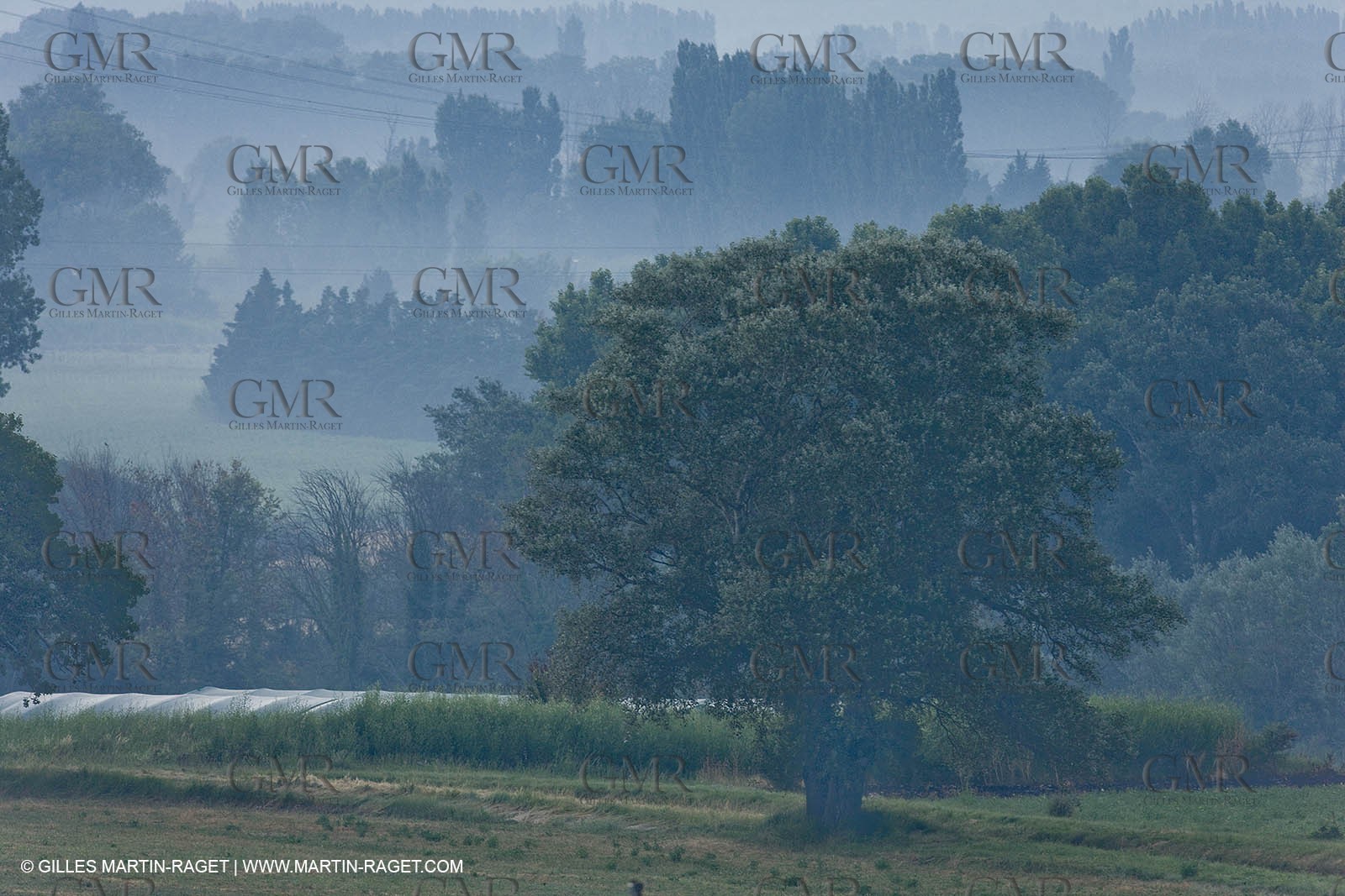June 24th 2008 - Saint Rémy de Provence (FRA,13) - Alpilles hills landscapes