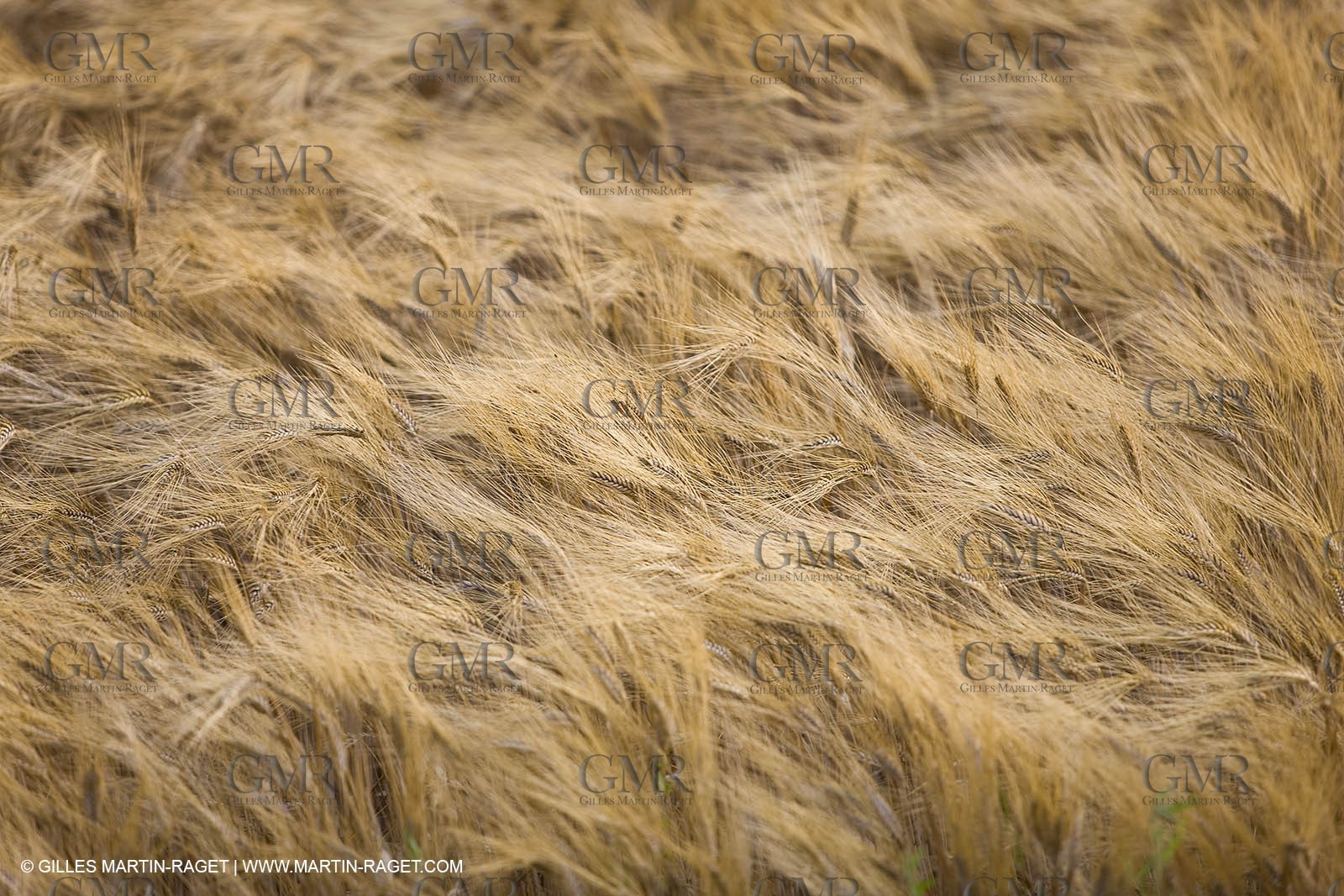 June 24th 2008 - Saint Rémy de Provence (FRA,13) - Alpilles hills landscapes