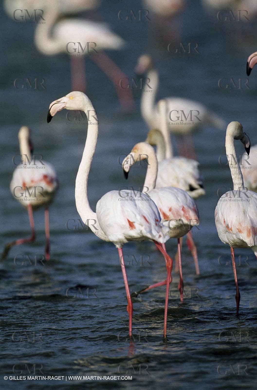 Camargue (FRA,13) - Flamingos in the Camargue