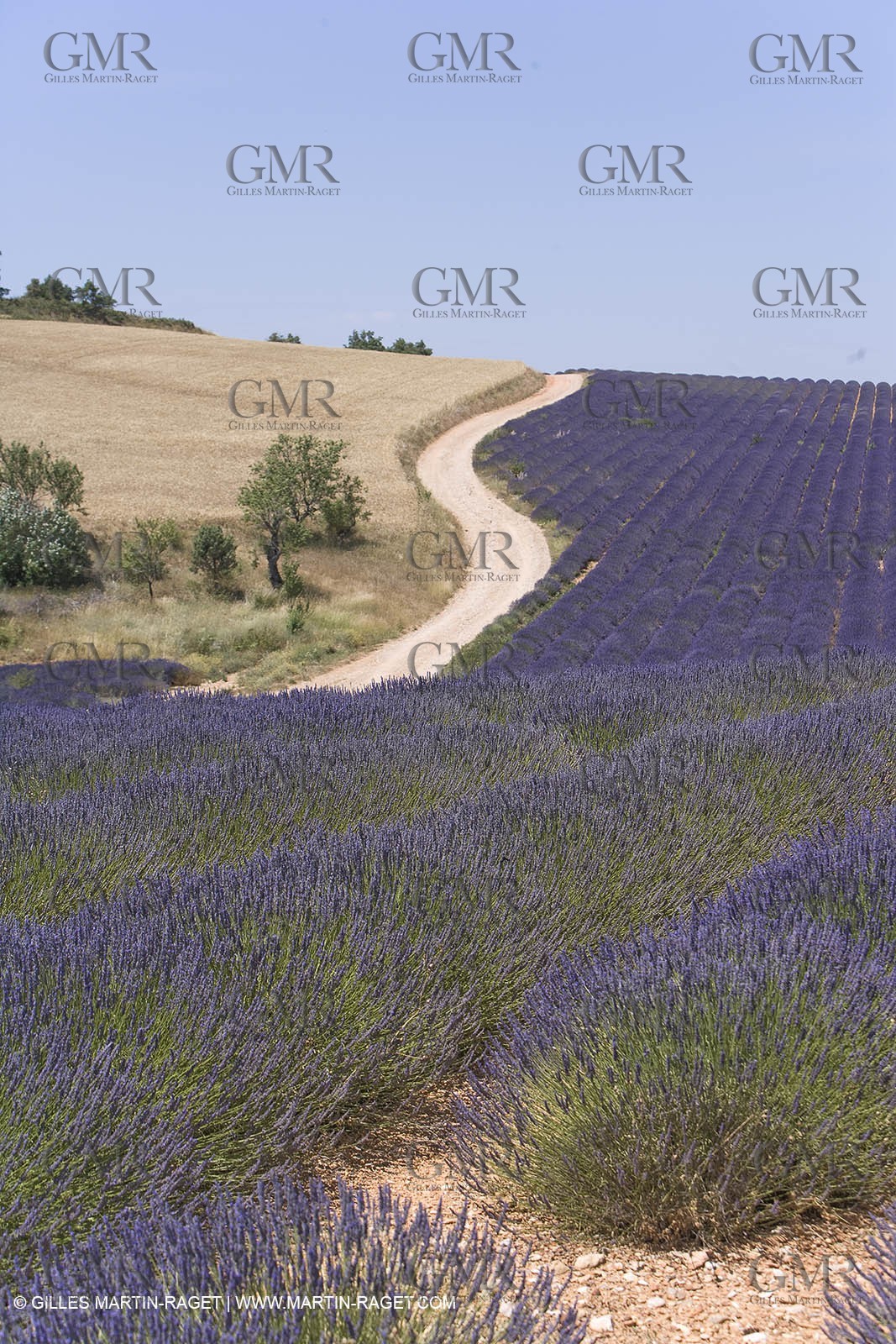 13 08 2007 - Valensole (04) - lavender fields on Valensole plateau