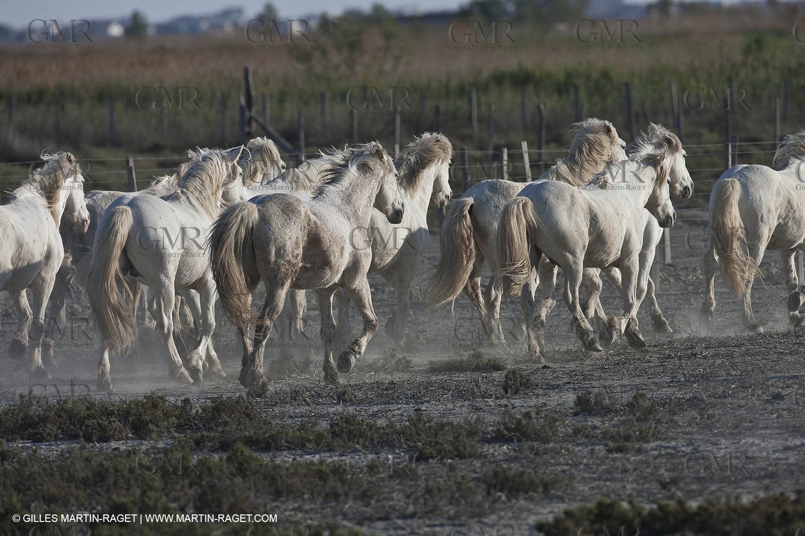 18 04 2011 - Les Saintes Maries de la Mer - Camargue white horses