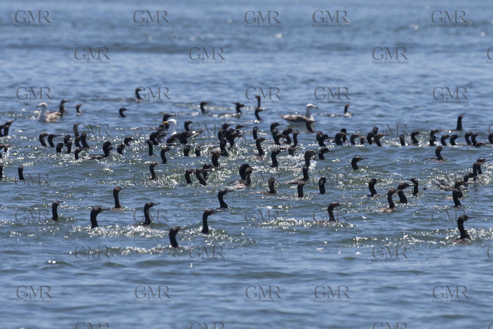 07 11 2014, Capetown (ZAF), Volvo Ocean Race 2014-15, Arrivals