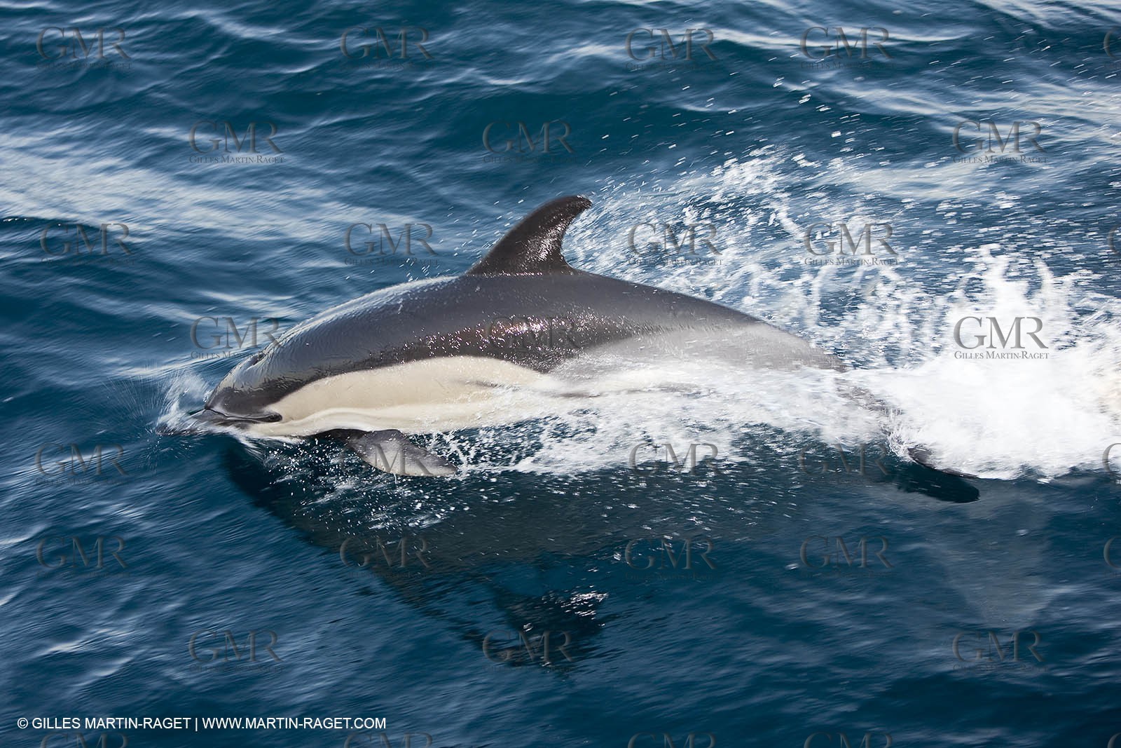Marine animals