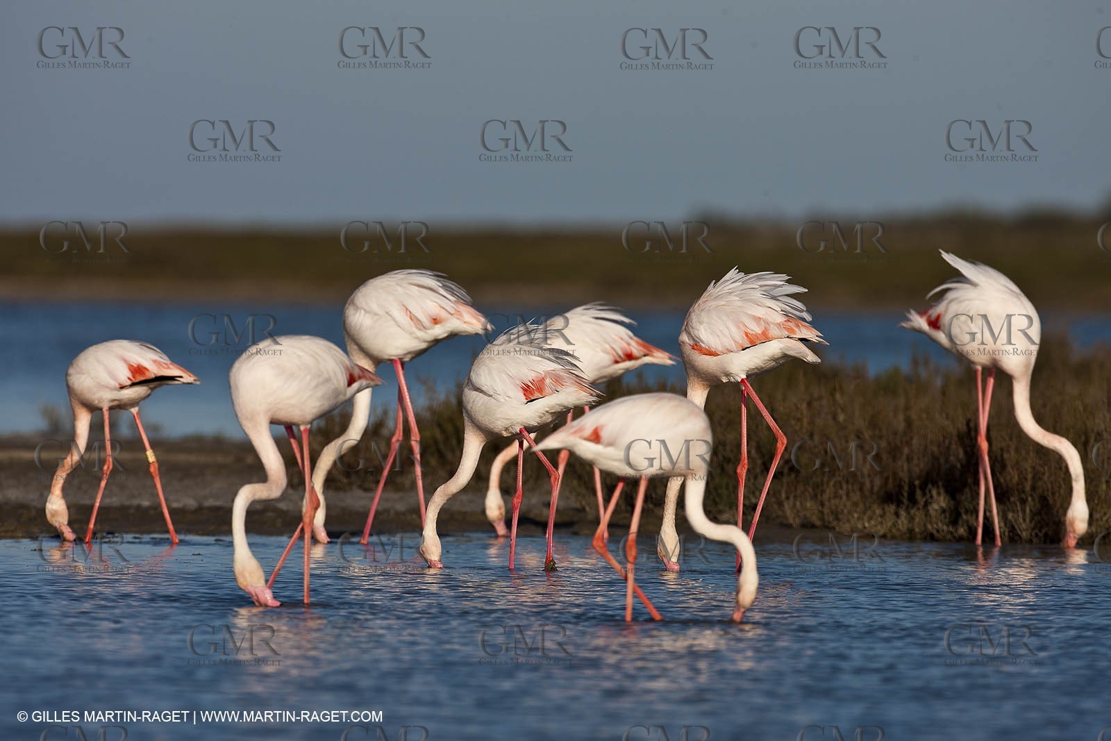 09 04 2011 - Les Saintes Maries de la Mer (FRA,13) - Pink Flamingos in Camargue