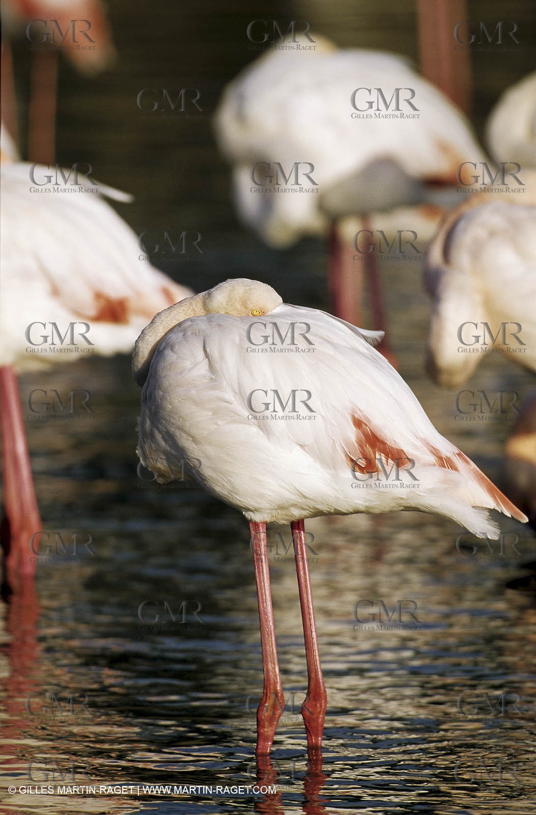 Camargue (FRA,13) - Flamingos in the Camargue