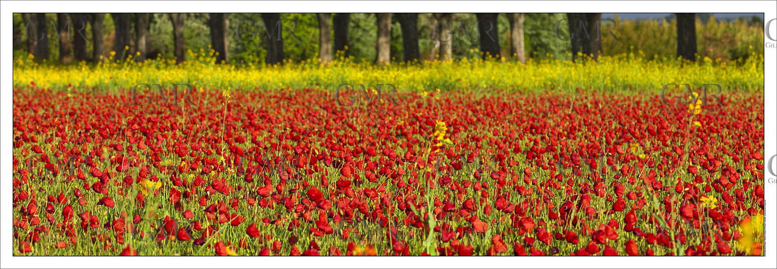 Product: in house made quality print on 8 ultrachome colors Epson ink Jet printer.Available sizes: . 20x 60 cm. 33 x 95 cm. 52 x 150 cmAvailable papers: . Standard 250 gr glossy paper print, black streak, white margin, no signature. Top quality glossy 290 gr. paper, black streak, white margin, checked and signed by the author. Fine Art print (signed, numbered, stamped, registered) on demand. Other supports (Canvas, Acrylic, Metal) on demandPackaging: cylindric reinforced tubeShipping options: regular mail or Shipping companyClick on the basket icon to select your options and start the online ordering process