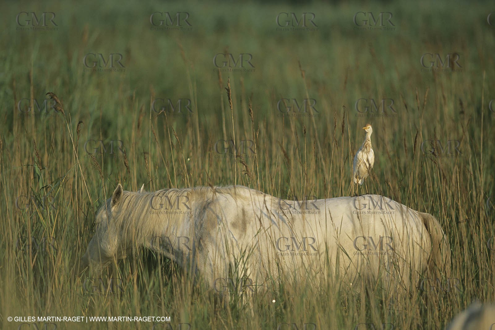 France, Provence, Camargue, chevaux   Horses