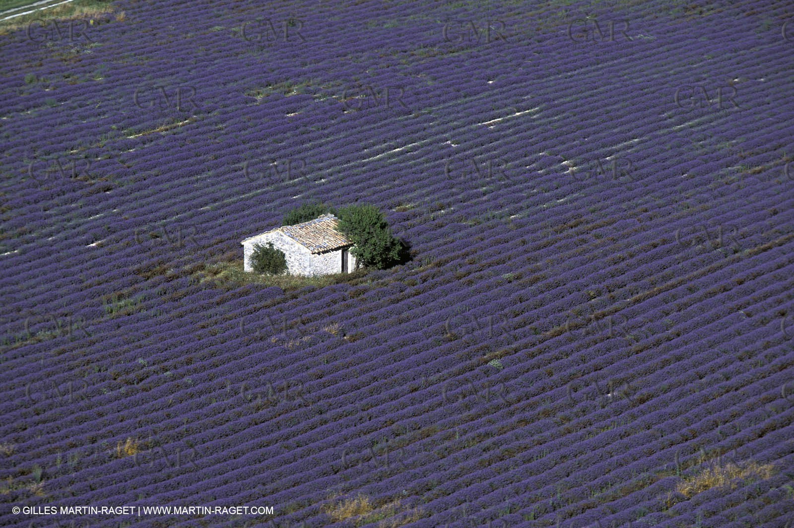 Lavander fields