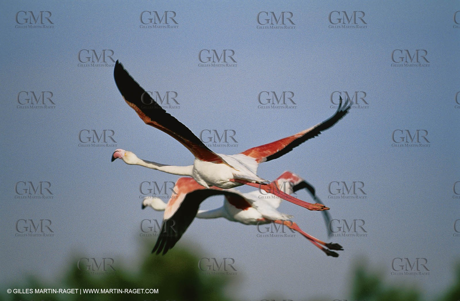 Camargue (FRA,13) - Flamingos in the Camargue