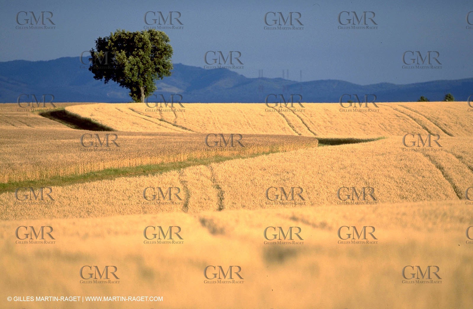 corn field on Valensole plateau