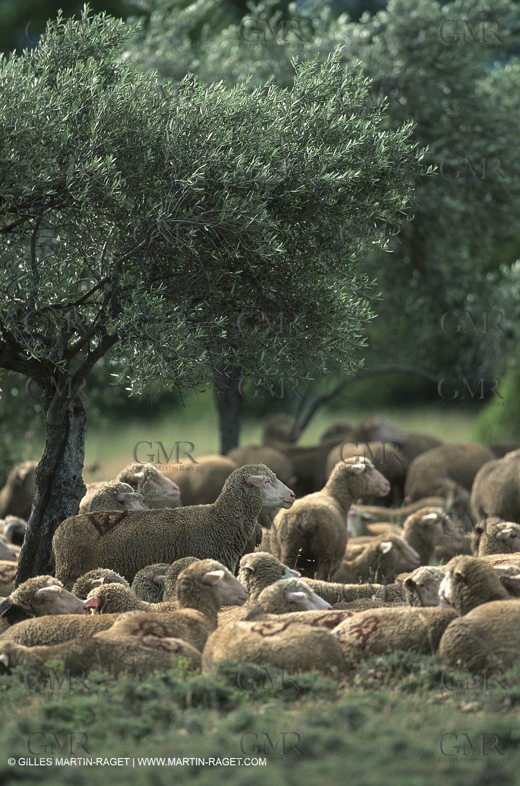 Saint Rémy de Provence (FRA,13) - Sheep stocks migration Fest