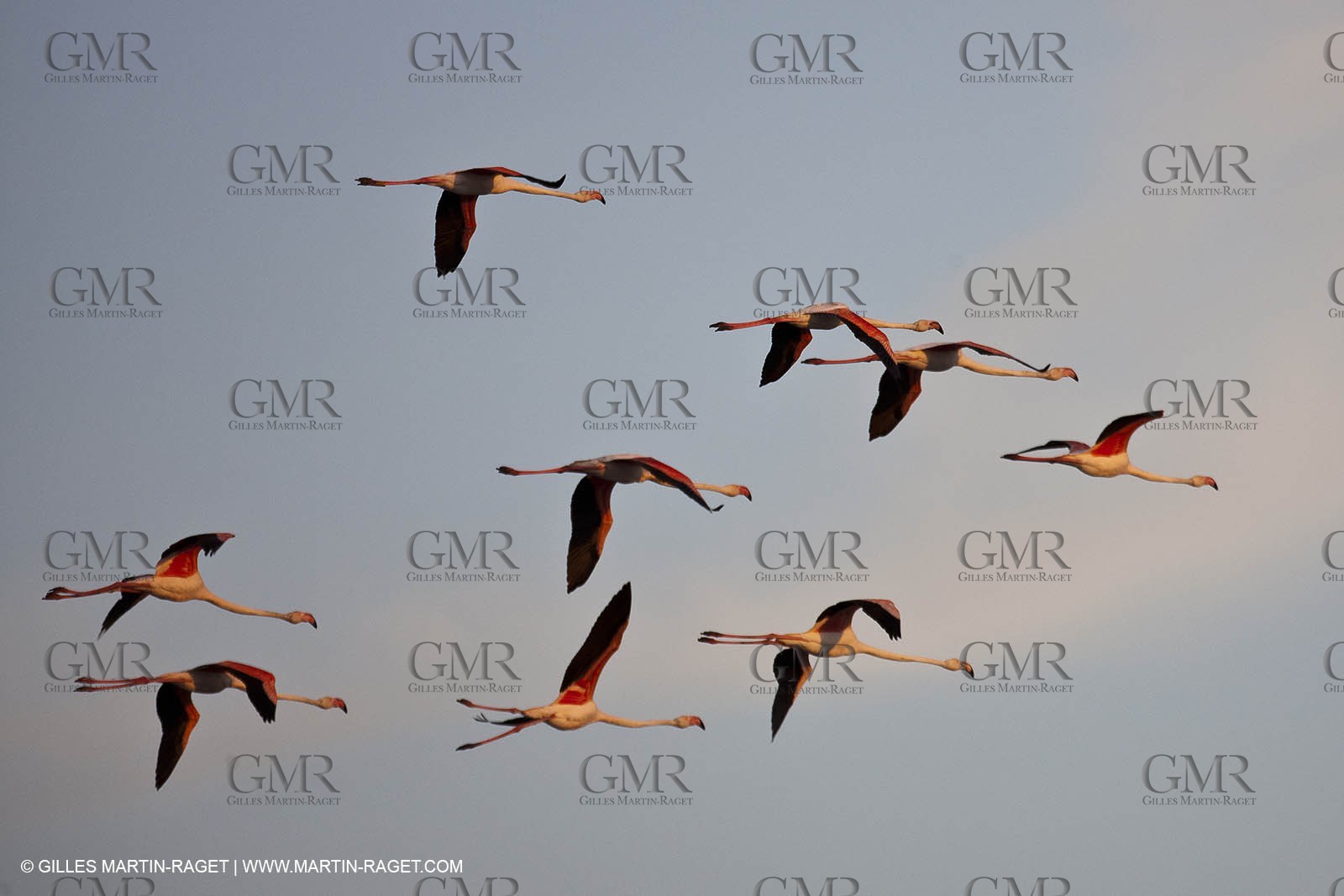 25 05 2011 - Les Saintes Maries de la Mer (FRA,13) - gypsies gathering