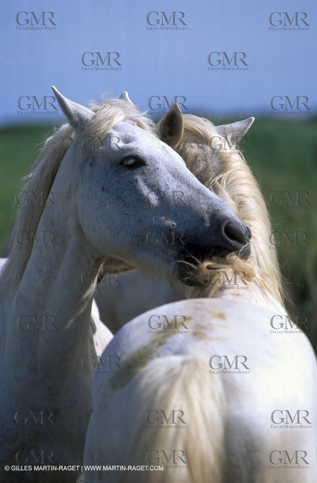 Camargue horses
