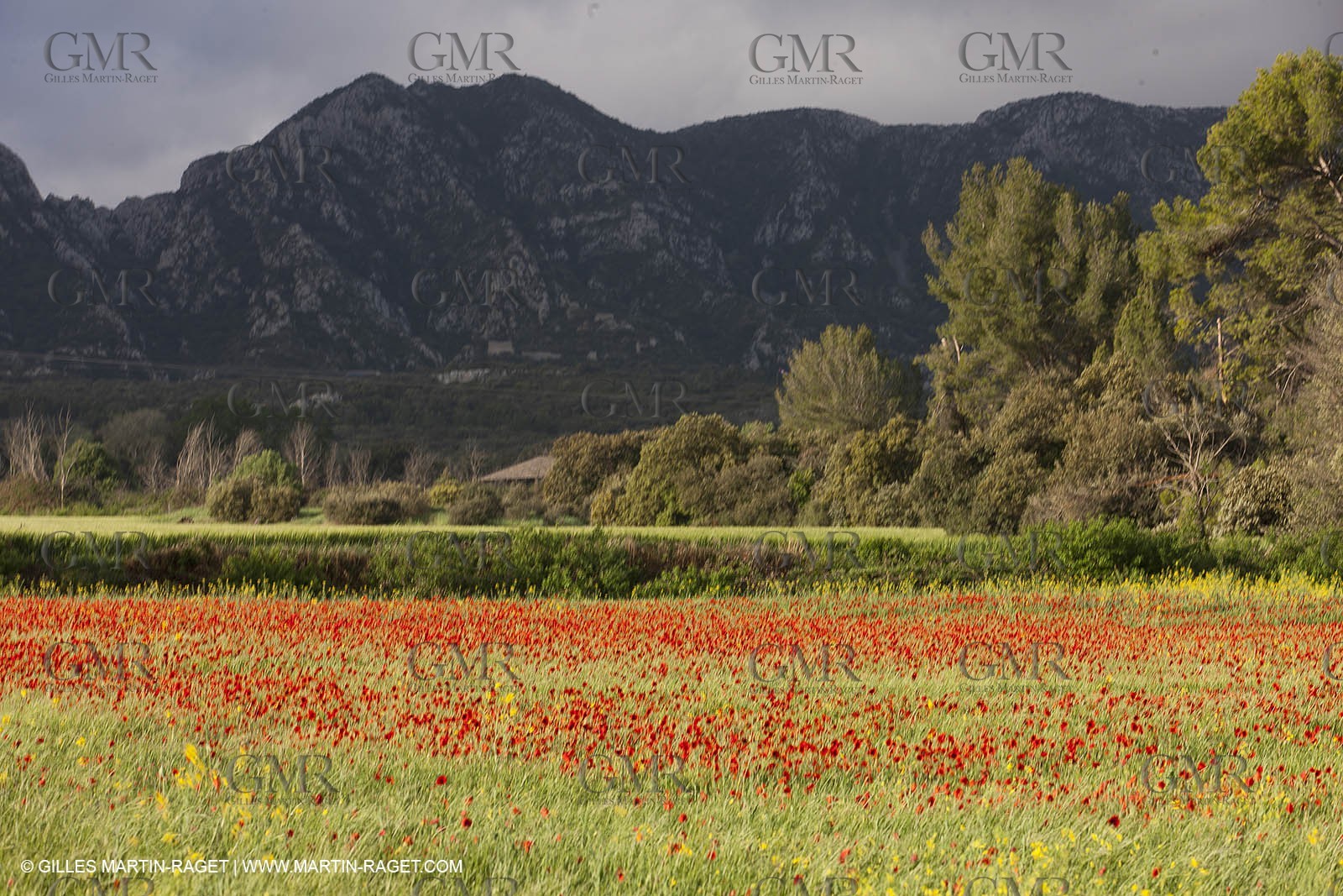29 04 2012 ( Saint Rémy de Provence (FRA, 13) - Chaîne des Alpilles vers Romanin