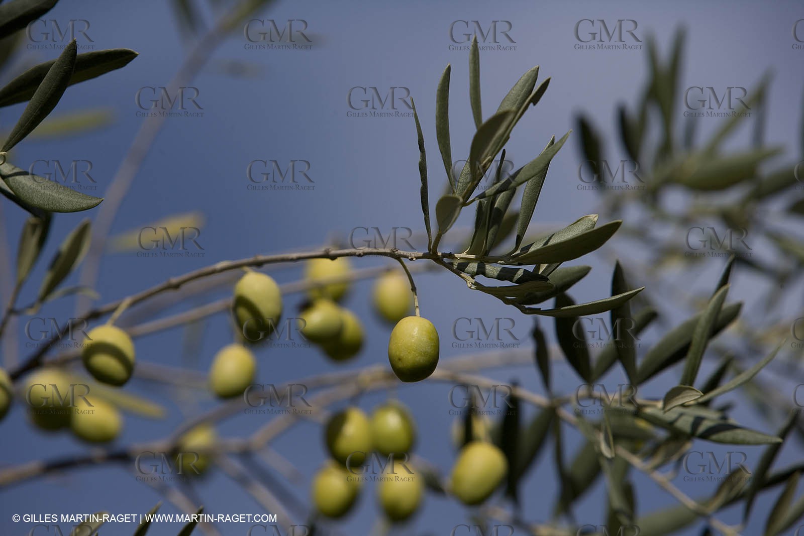 28 10 2007 - Saint Rémy de Provence (FRA, 13)- Olives harvest at  Vallon Raget