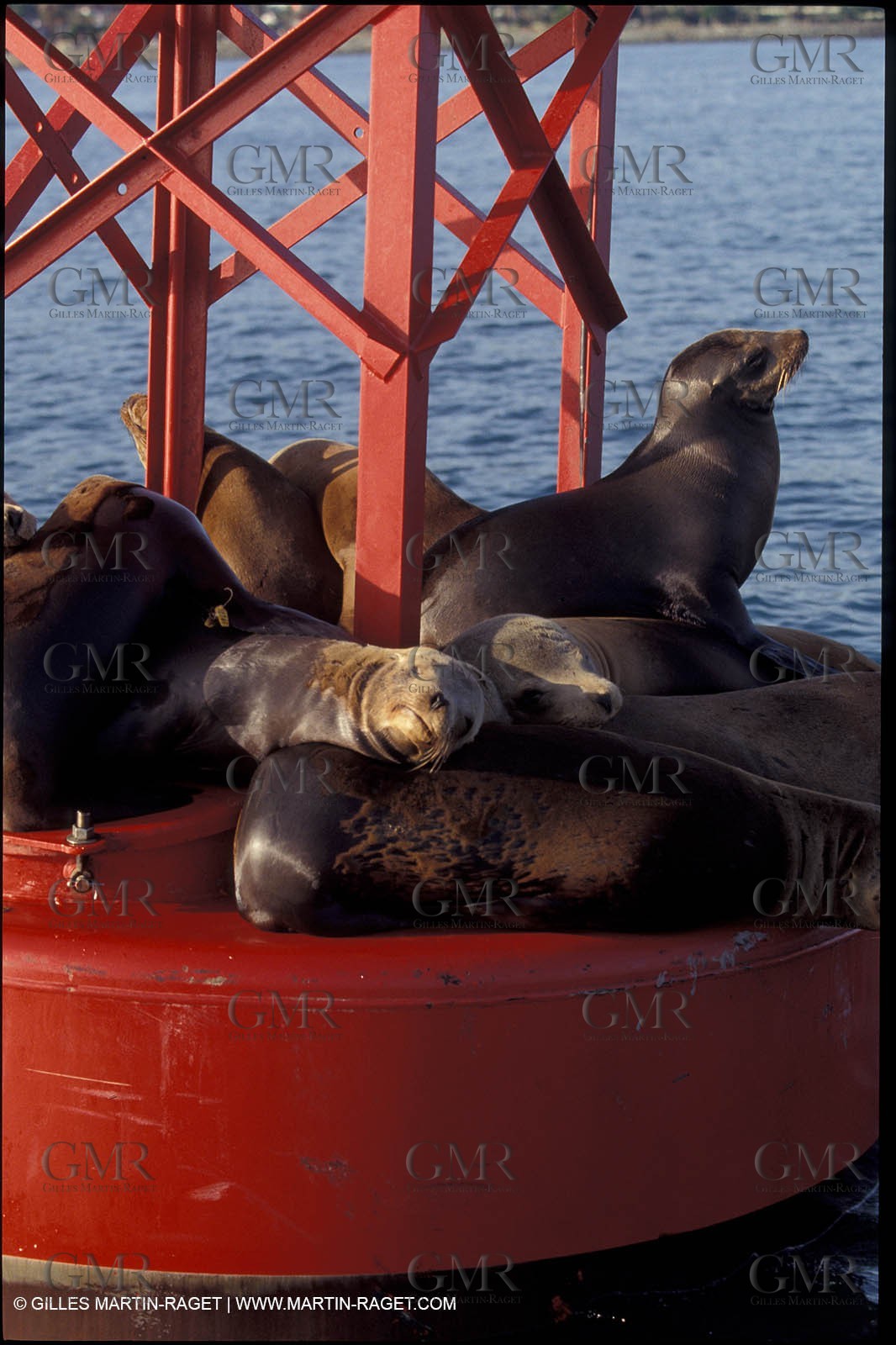 Marine animals