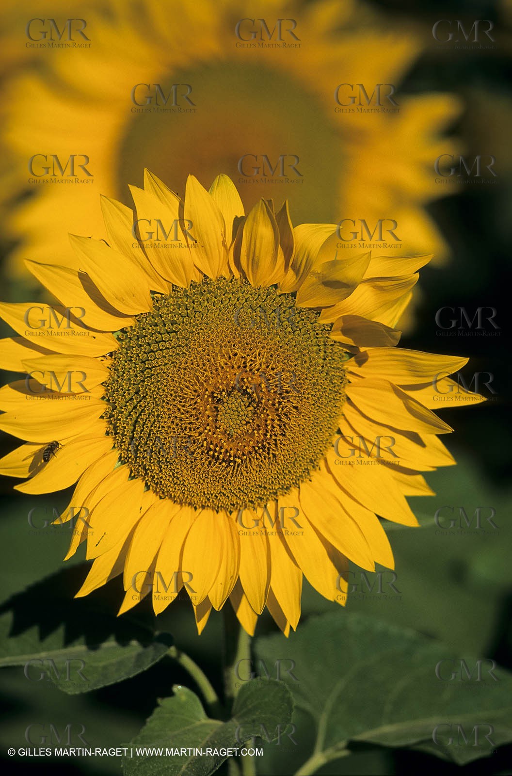 Luberon (FRA,84), Sunflower fields