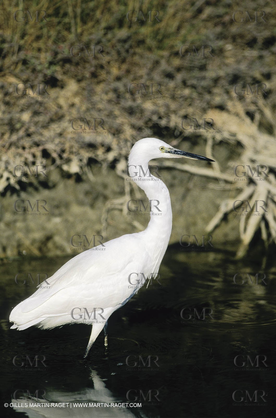 Camargue (FRA,13) - Birds in the Camargue - Little Egret