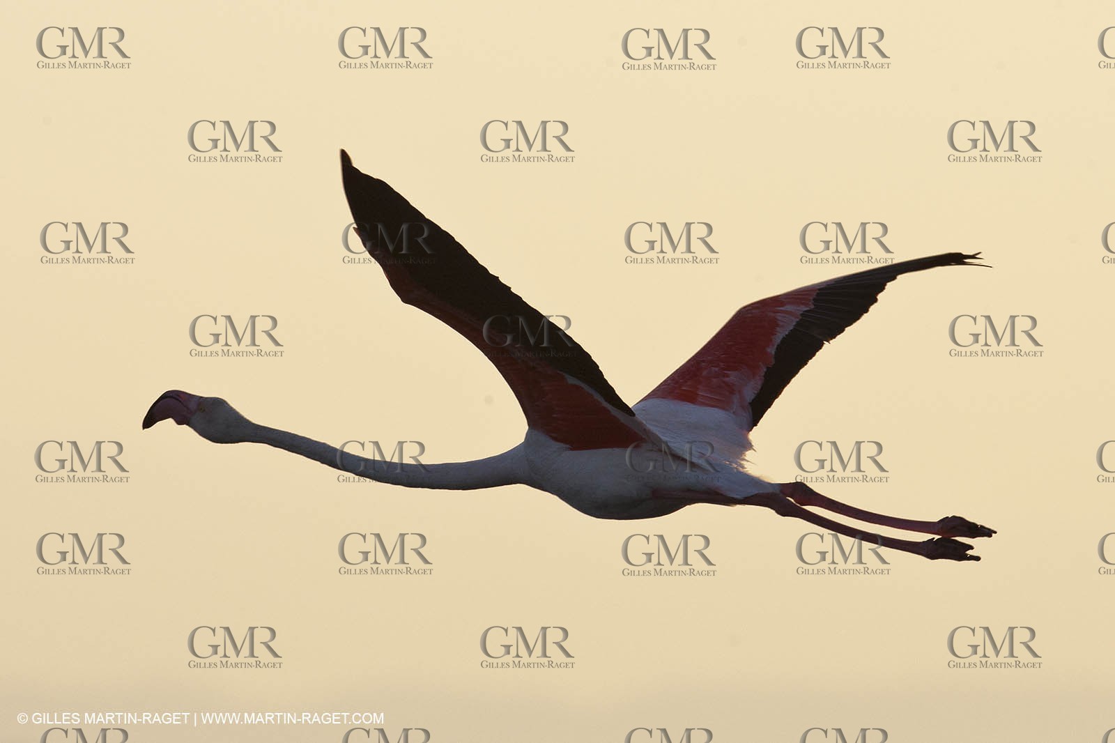 25 05 2011 - Les Saintes Maries de la Mer (FRA,13) - gypsies gathering