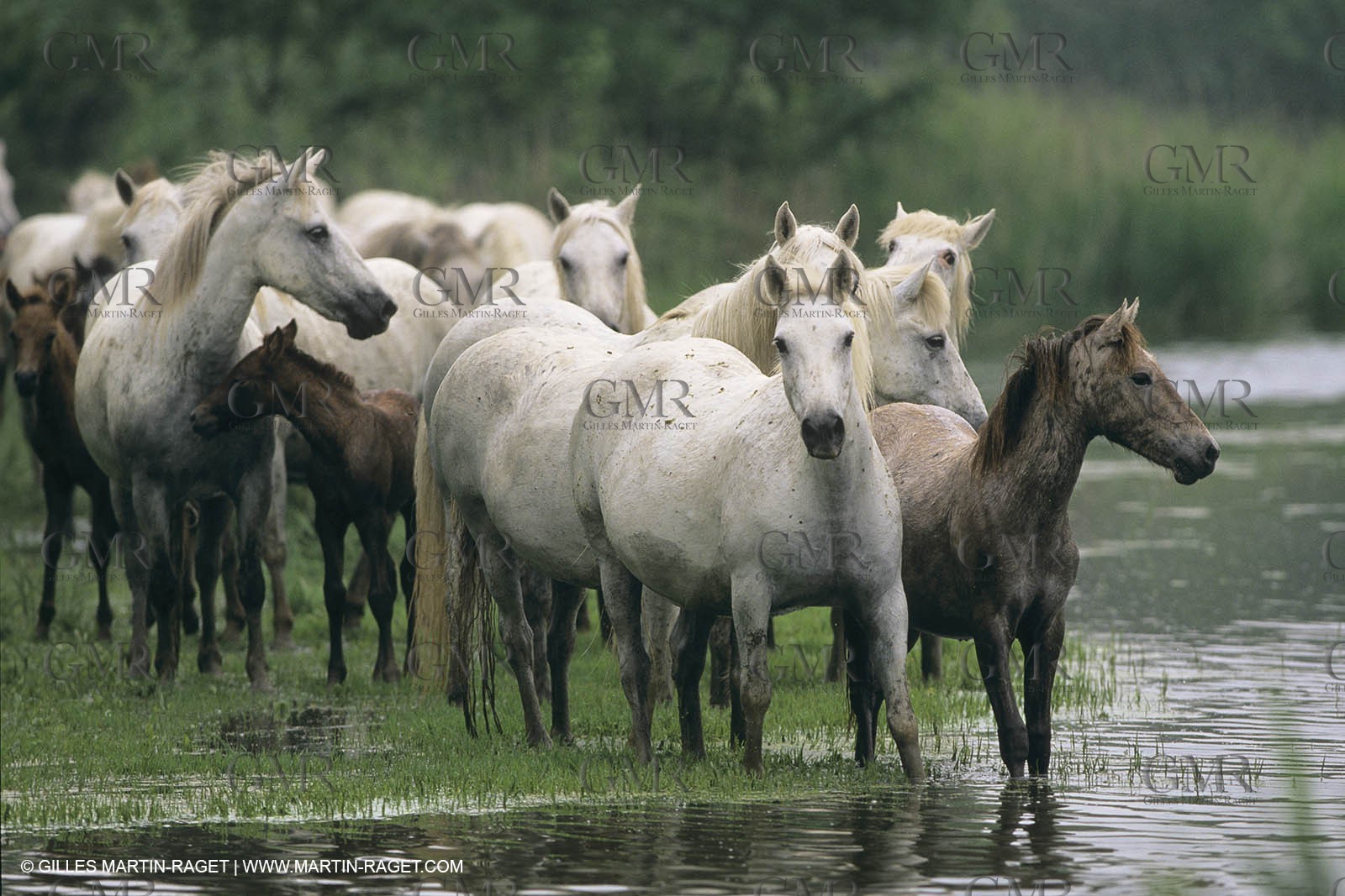 France, Provence, Camargue, White horses from Camargue