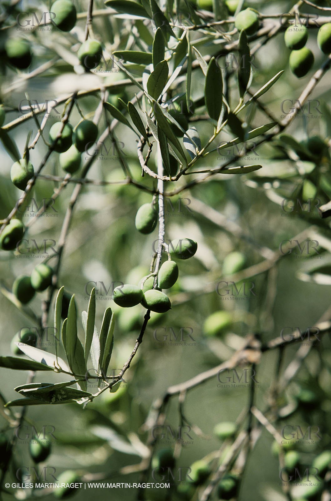 olive0099