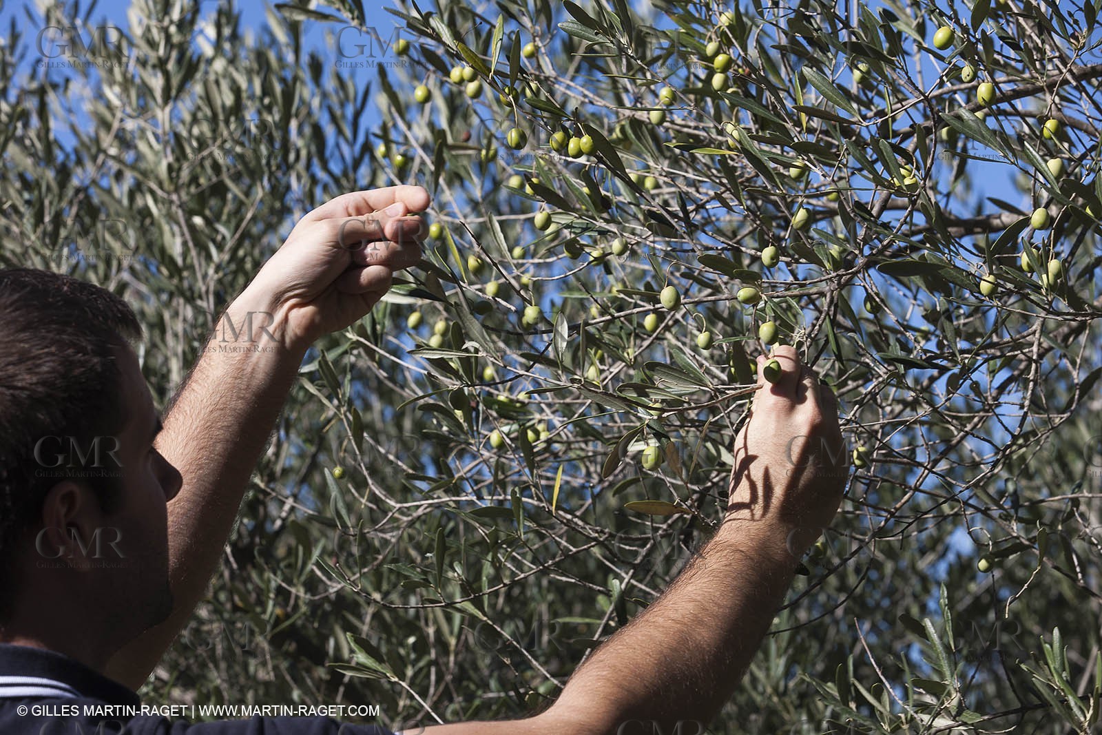 7 11 2012 - Saint Etienne du Grès (FRA,13, Alpilles) Olive harvest at Vallon Raget