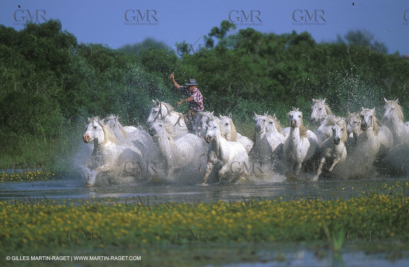 Camargue horses
